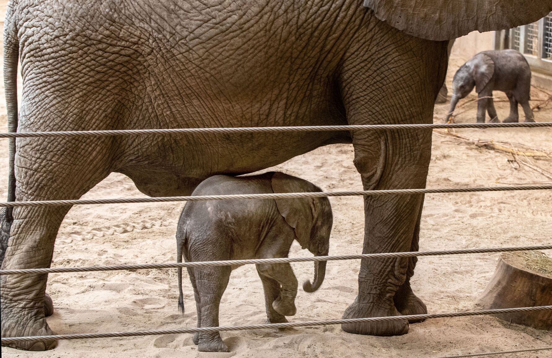 021522-owh-new-elephants-pic-cm008